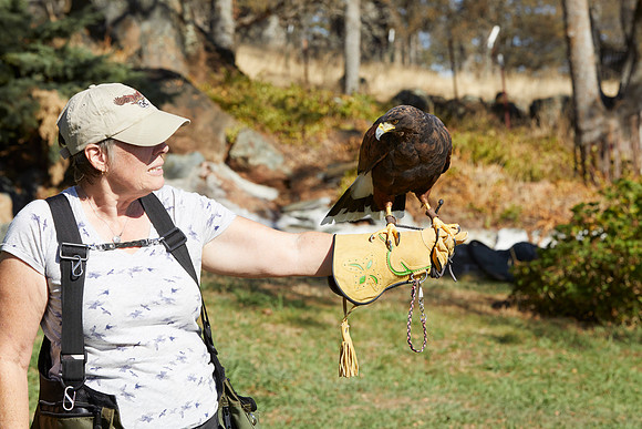 Falconry 502