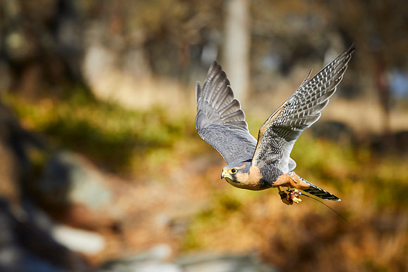 Falconry 654