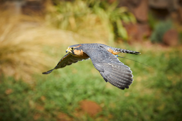 Falconry 657