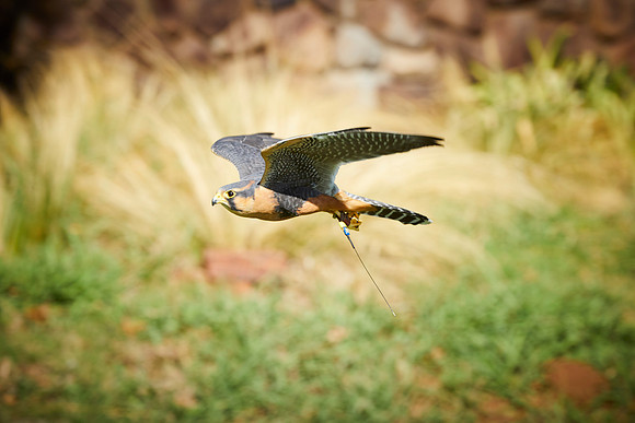 Falconry 677