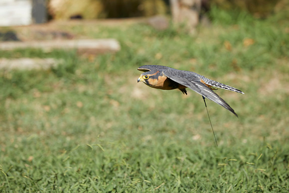 Falconry 694