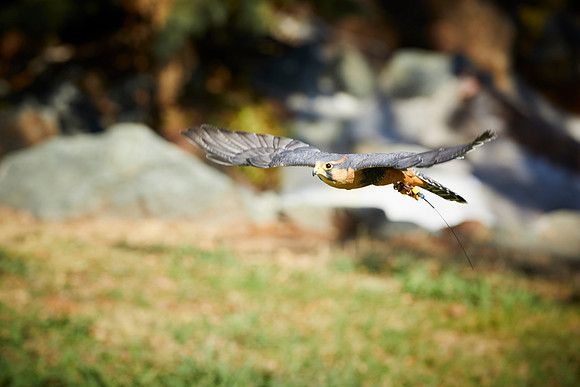 Falconry 701