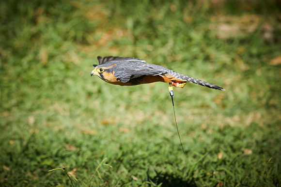 Falconry 707