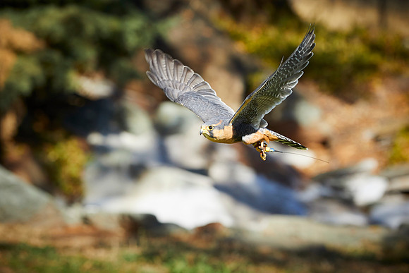 Falconry 720