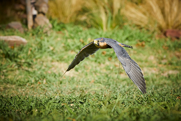 Falconry 736