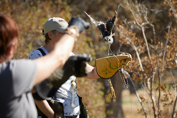 Falconry 869