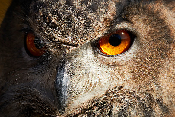 Eurasian Owl Falconry 7D 1250