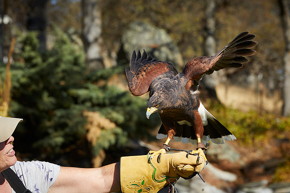 Harris Hawk Yyy -WCFalconry 511