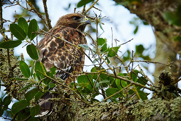 4_0_760_1red_shouldered_hawk_015_s4web