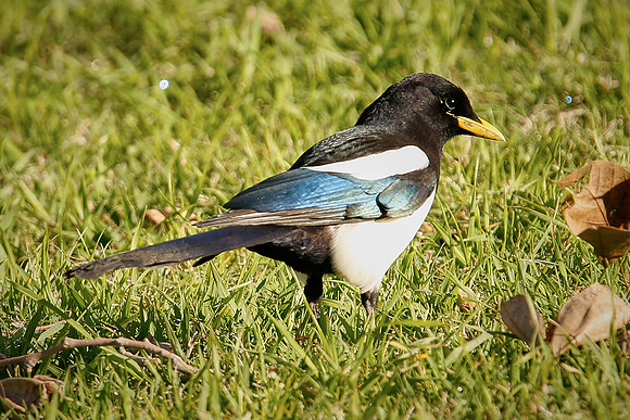 19_0_668_1yellow_billed_magpie_178_1200x1800_s4web