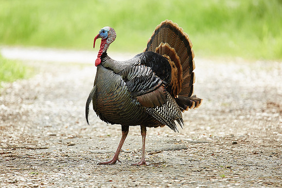 7_0_719_1river_bend_turkeys_crossing_guard_060