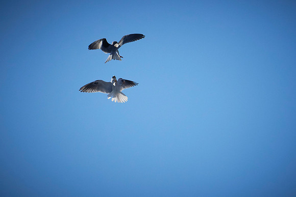 Pair of Kites at Pt Reyes 008