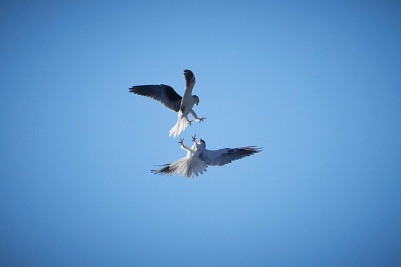 Pair of Kites at Pt Reyes 014