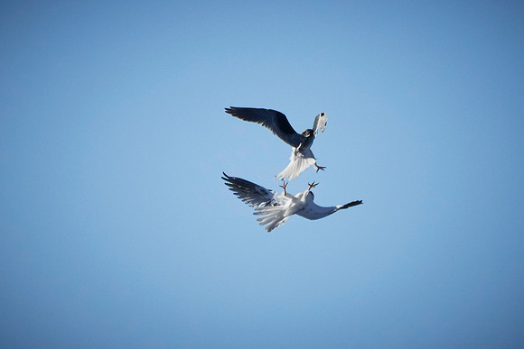 Pair of Kites at Pt Reyes 026