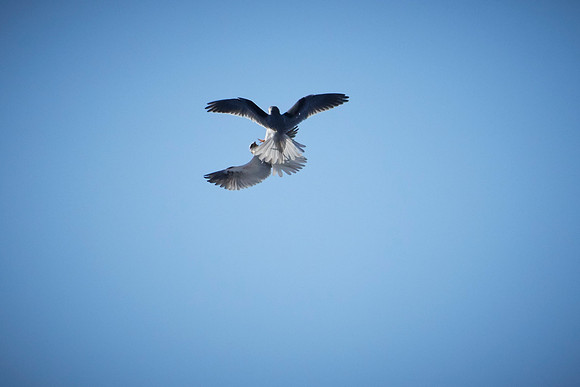 Pair of Kites at Pt Reyes 060