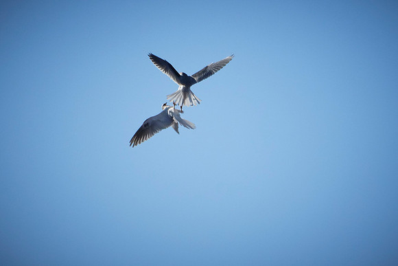 Pair of Kites at Pt Reyes 061