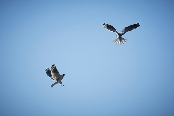 Pair of Kites at Pt Reyes 071