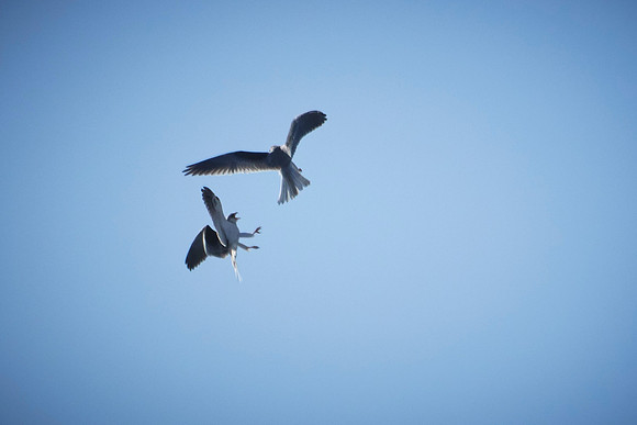 Pair of Kites at Pt Reyes 113