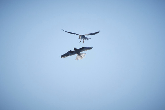 Pair of Kites at Pt Reyes 118