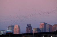 Mexican Freetailed Bats 0165