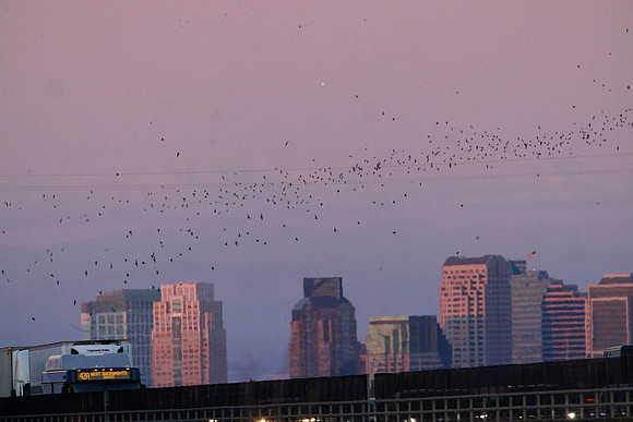 Mexican Freetailed Bats 0165