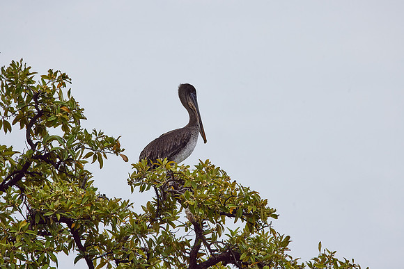 Galapagos Day 4 Floreana Walk 1026