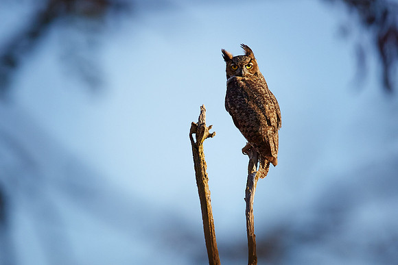 3_0_788_1gho_owl_109esp_lb_2x3_s4w