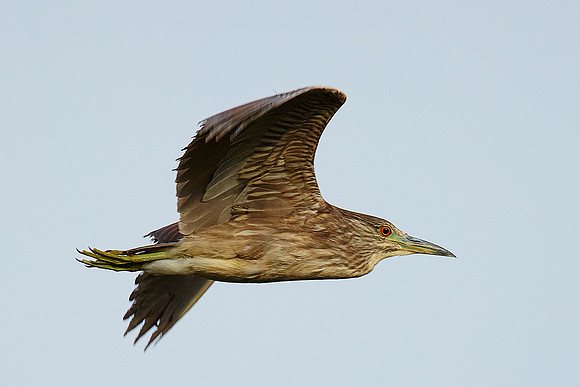 5_0_731_1night_heron_4_22_2015