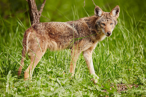9_0_715_1river_bend_coyote_1800x1200_s4w