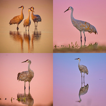 QuadPict of four crane shots copy