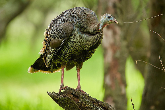 8_0_718_1river_bend_turkeys_on_log_055