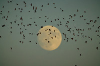 Mexican Freetailed Bats 0047