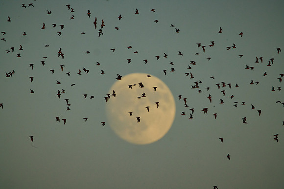 Mexican Freetailed Bats 0047