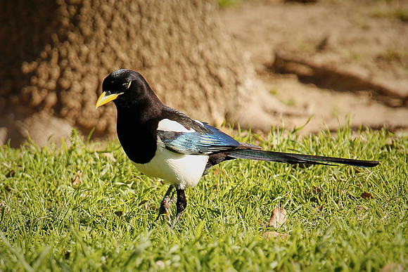 18_0_667_1yellow_billed_magpie_227_18x12_s4web