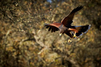 Falconry 289