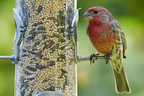 32_0_807_1backyard_birds_115esp_
