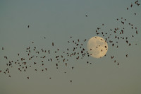 Mexican Freetailed Bats 0055