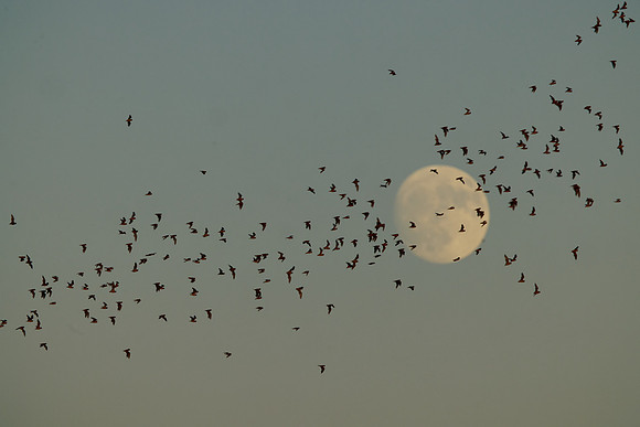 Mexican Freetailed Bats 0055