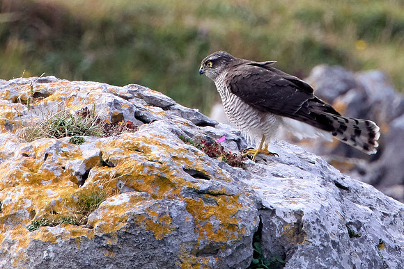 Doolin to Kinvarra 1212
