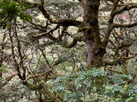 IMG_4630 -iP-NZ