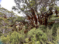 IMG_4657 -iP-NZ
