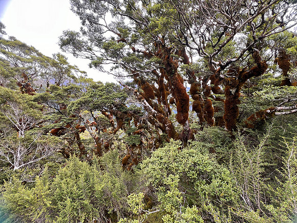 IMG_4657 -iP-NZ