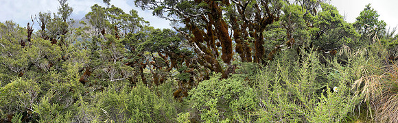 IMG_4656 -iP-NZ