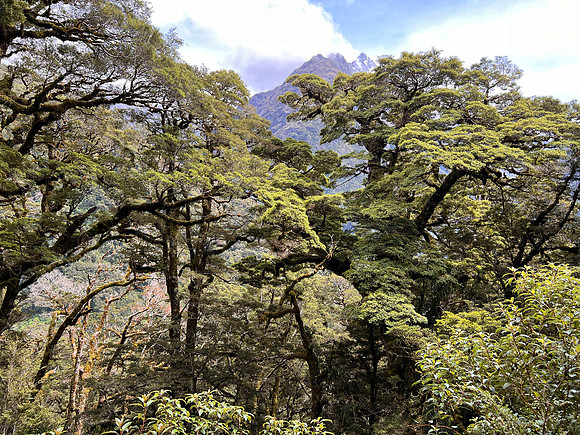 IMG_4663 -iP-NZ