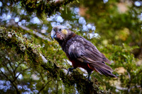 NZ Jan 24- 0417-Kaka 2