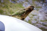 NZ Jan 24- 0395-Kea