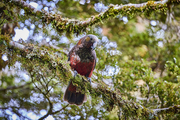 NZ Jan 24- 0421-Kaka
