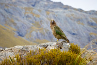 NZ Jan 24- 0495-Kea