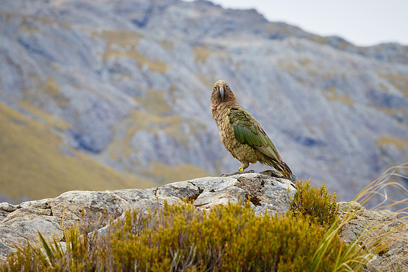 NZ Jan 24- 0495-Kea
