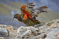 NZ Jan 24- 0501-Kea